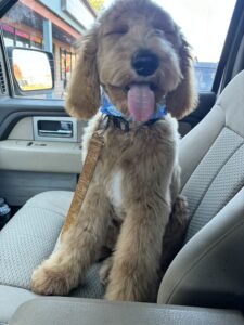 Puppy